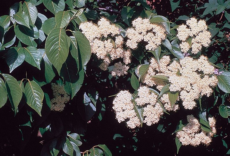 Nanny berry viburnum